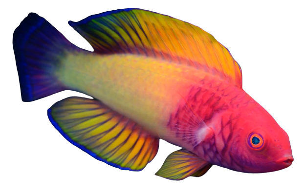 pretty fish